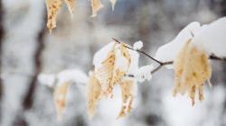 Frozen Leaves